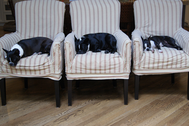 3 black and white dogs laying on 3 chairs