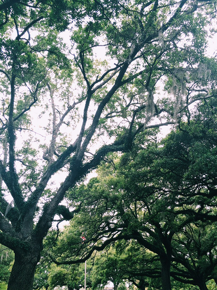 Oak Trees in New Orleans